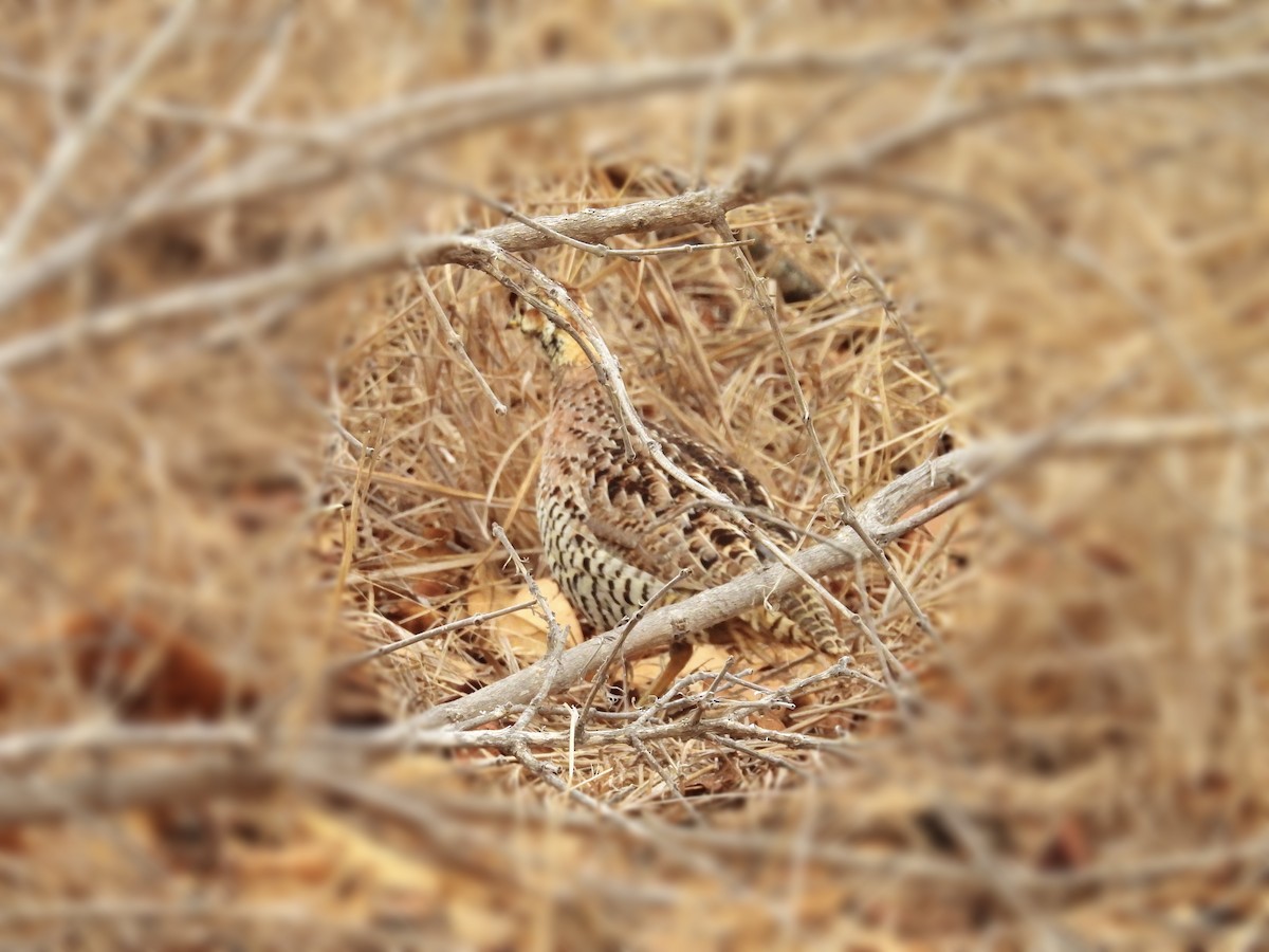 Coqui Francolin (Bar-breasted) - ML623977590