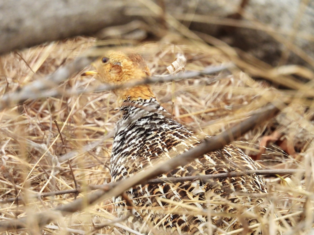 Coqui Francolin (Bar-breasted) - Usha Tatini