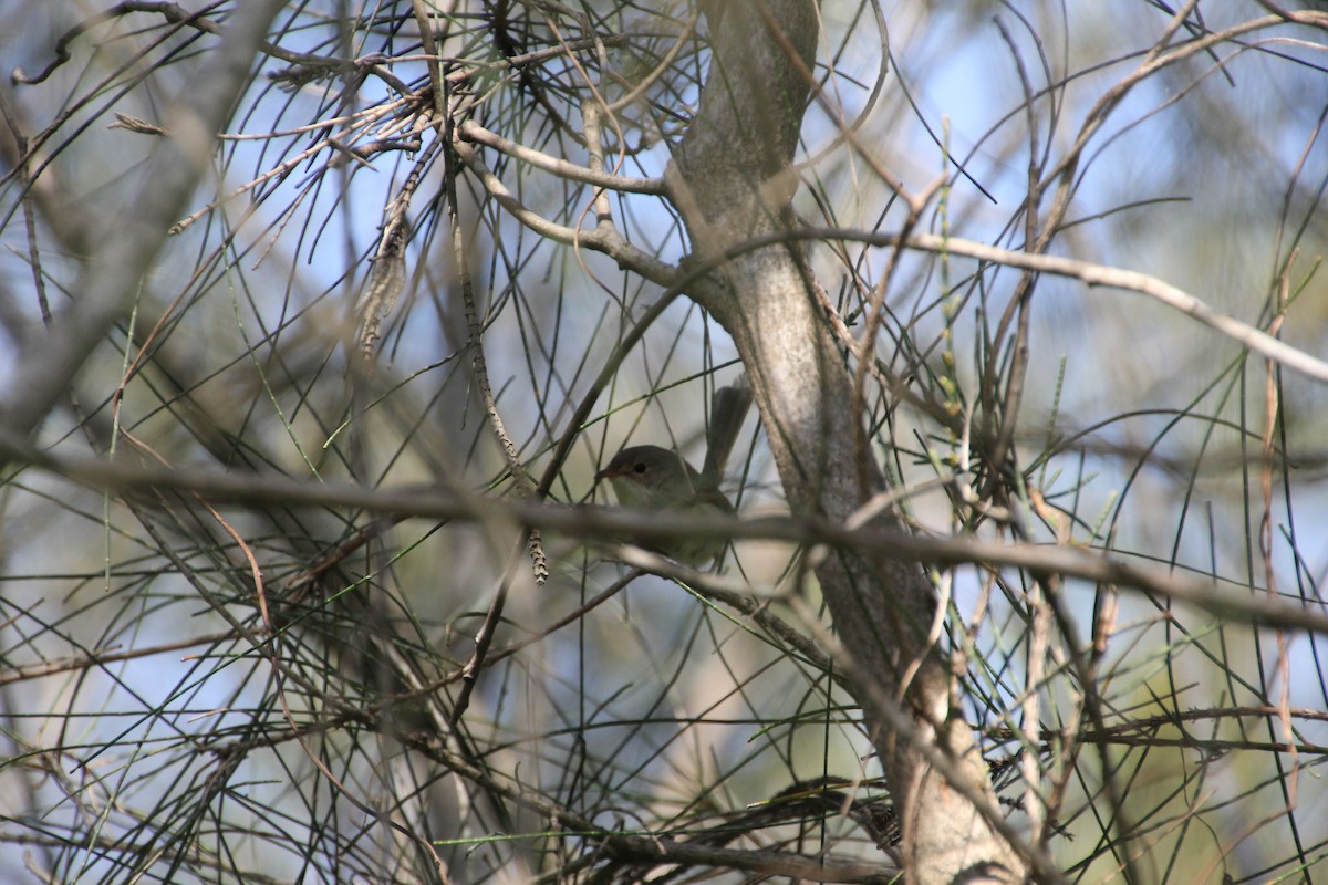 Red-backed Fairywren - ML623977606