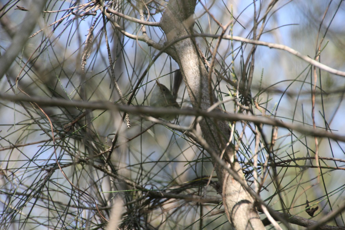 Red-backed Fairywren - ML623977607