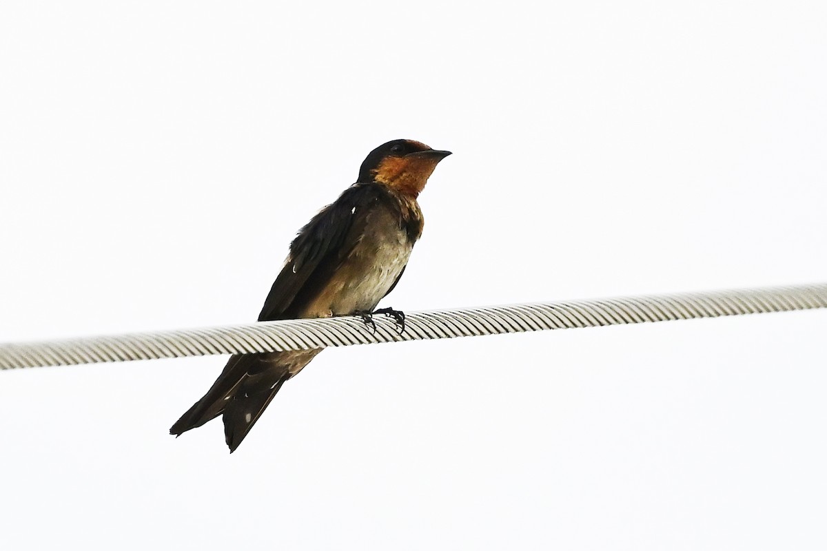 Pacific Swallow (Pacific) - ML623977648