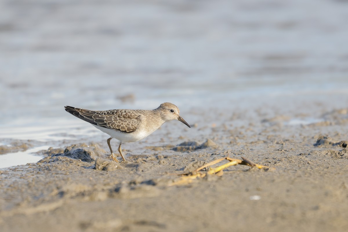 Temminck's Stint - ML623977649