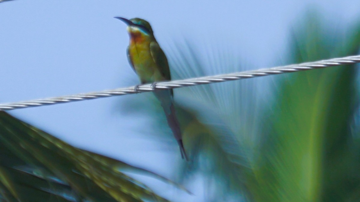 Blue-tailed Bee-eater - ML623977650