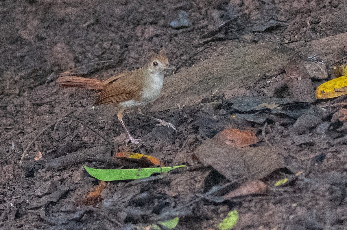 Tordina Bicolor - ML623977663