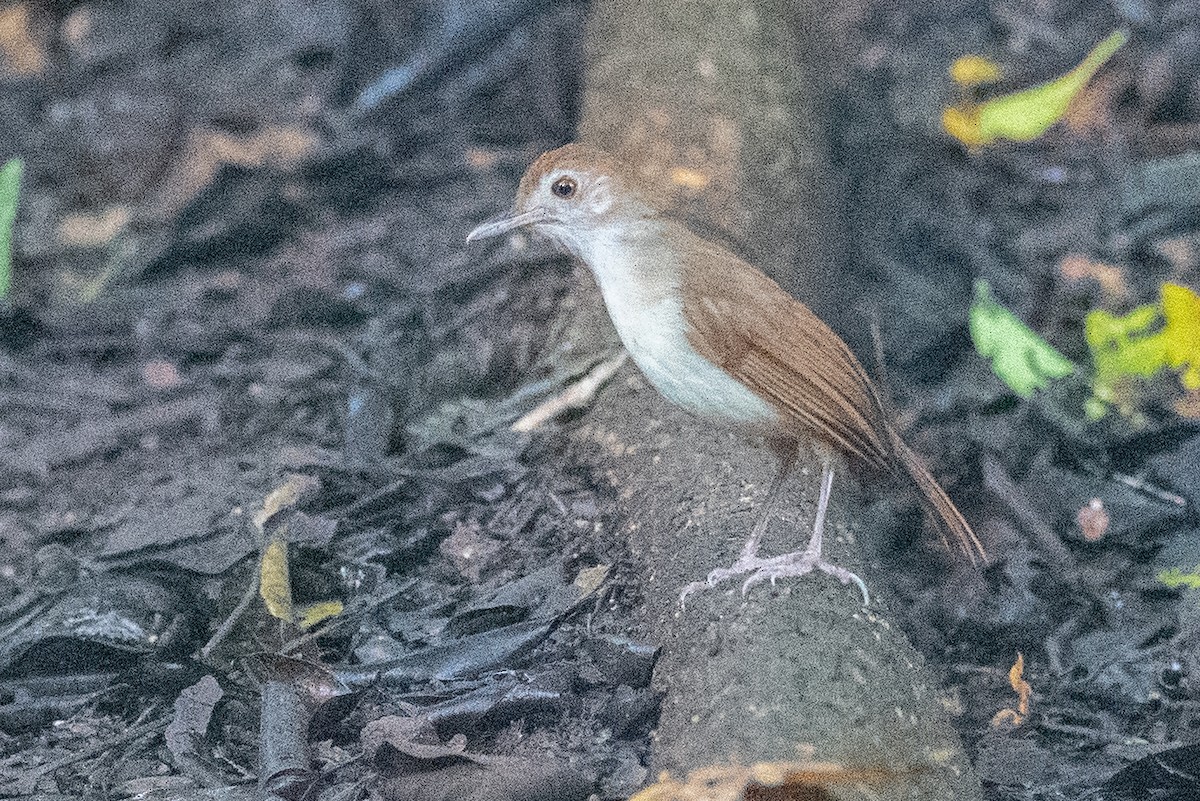 Tordina Bicolor - ML623977672