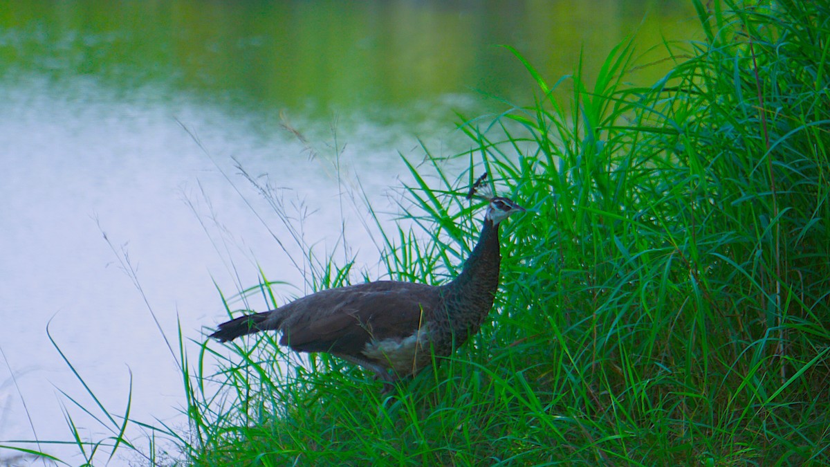 Indian Peafowl - ML623977702