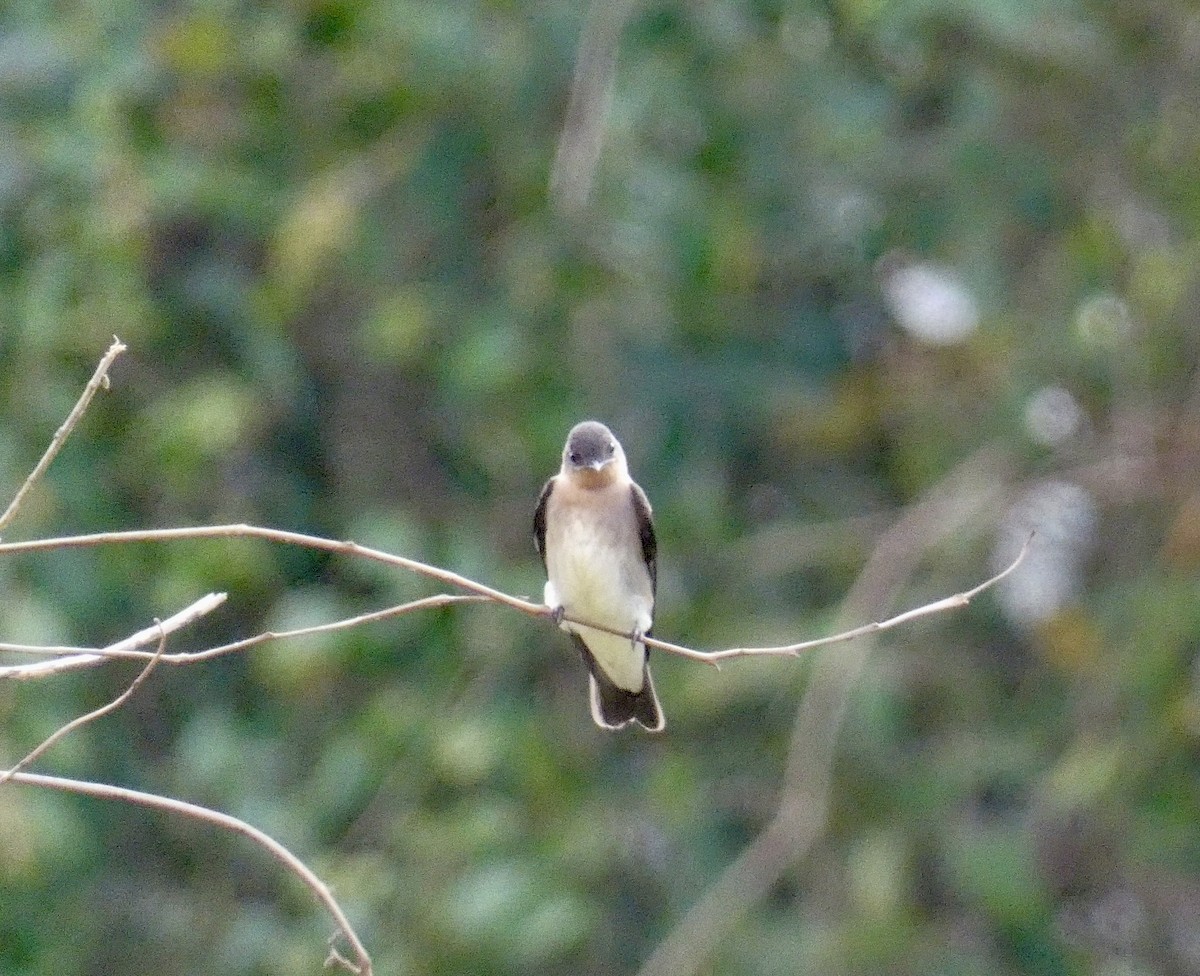 Southern Rough-winged Swallow - ML623977710