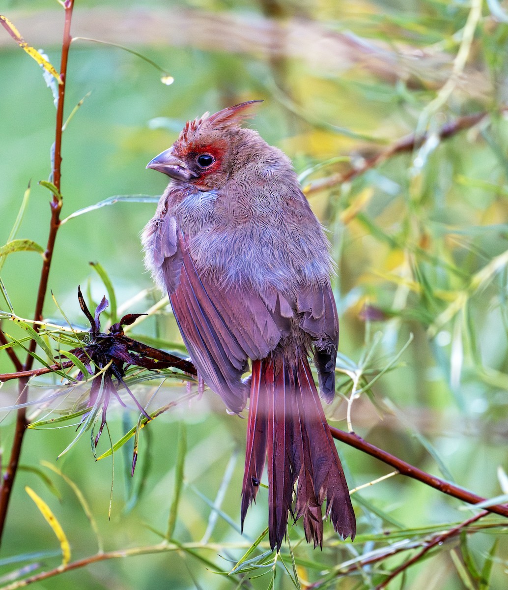 Northern Cardinal - ML623977716