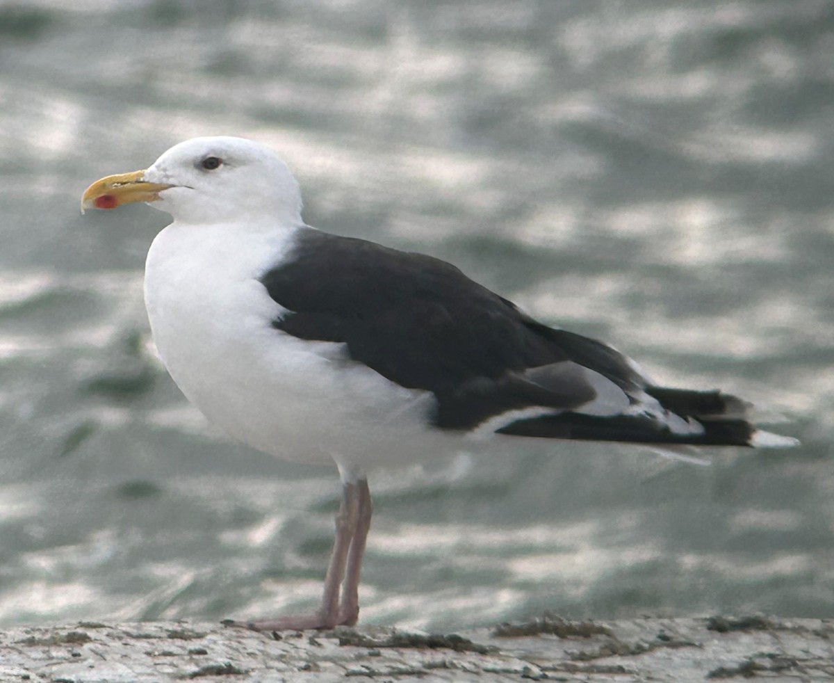 Great Black-backed Gull - Dave  Lowe