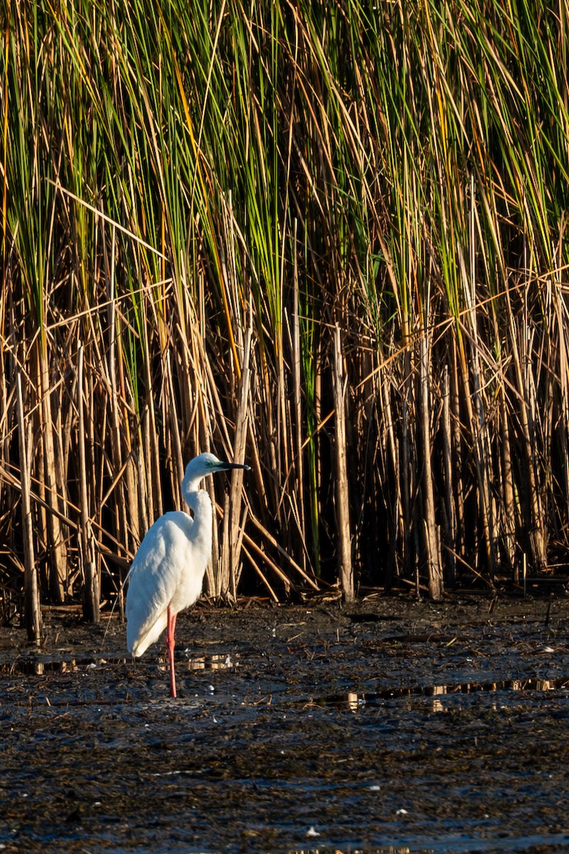 ダイサギ - ML623977736