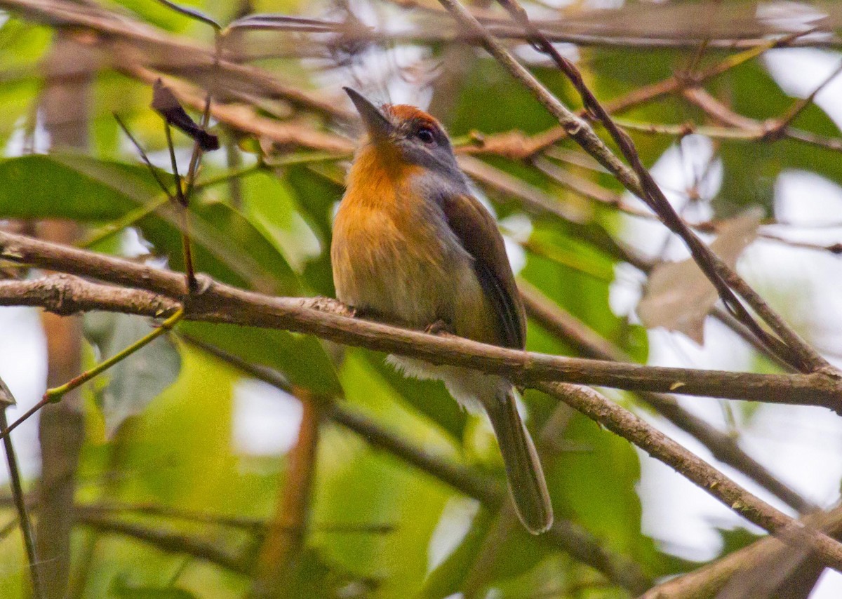 Rufous-capped Nunlet - ML623977754