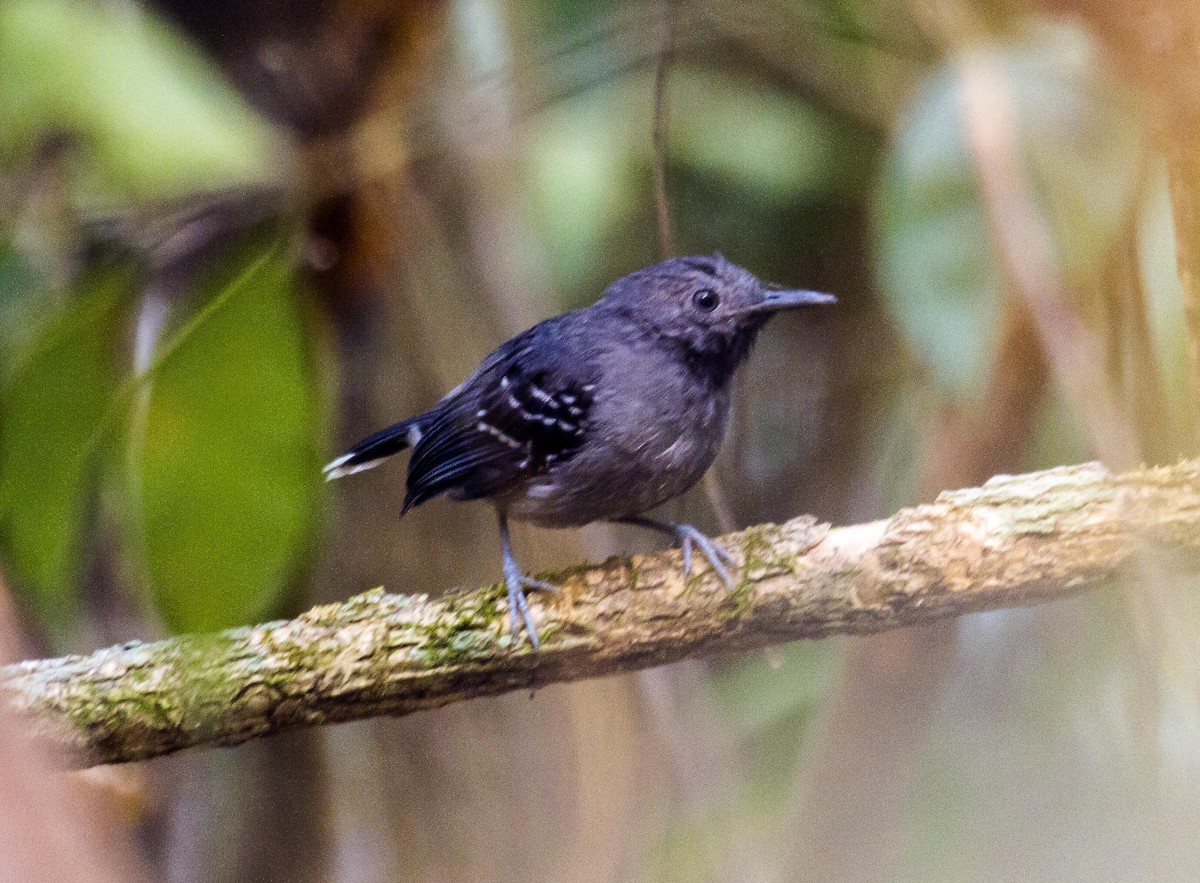 Band-tailed Antbird - ML623977757