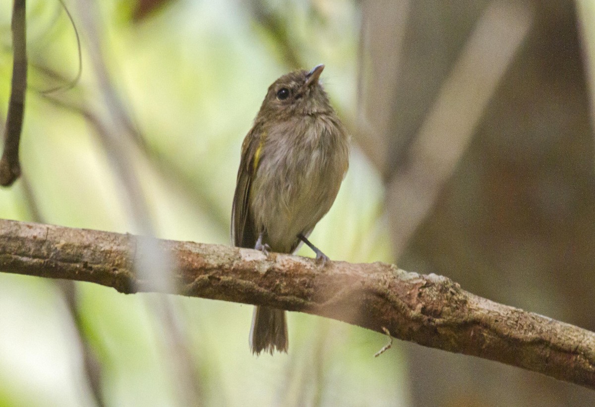 Flammulated Pygmy-Tyrant - ML623977758