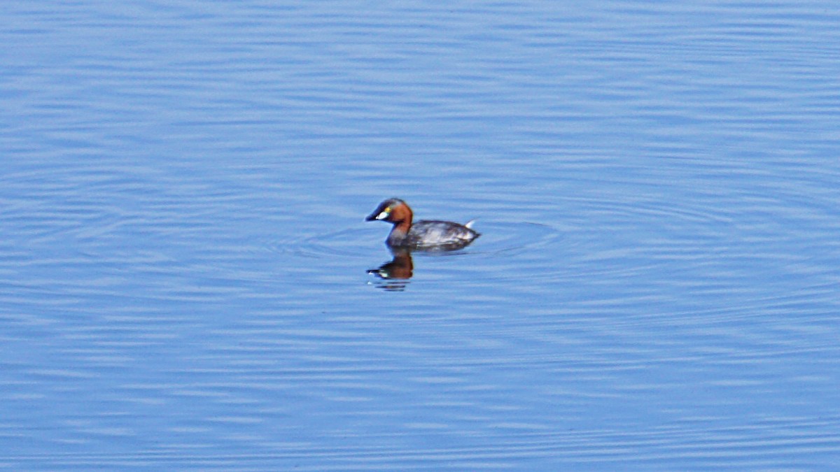 Little Grebe - ML623977759