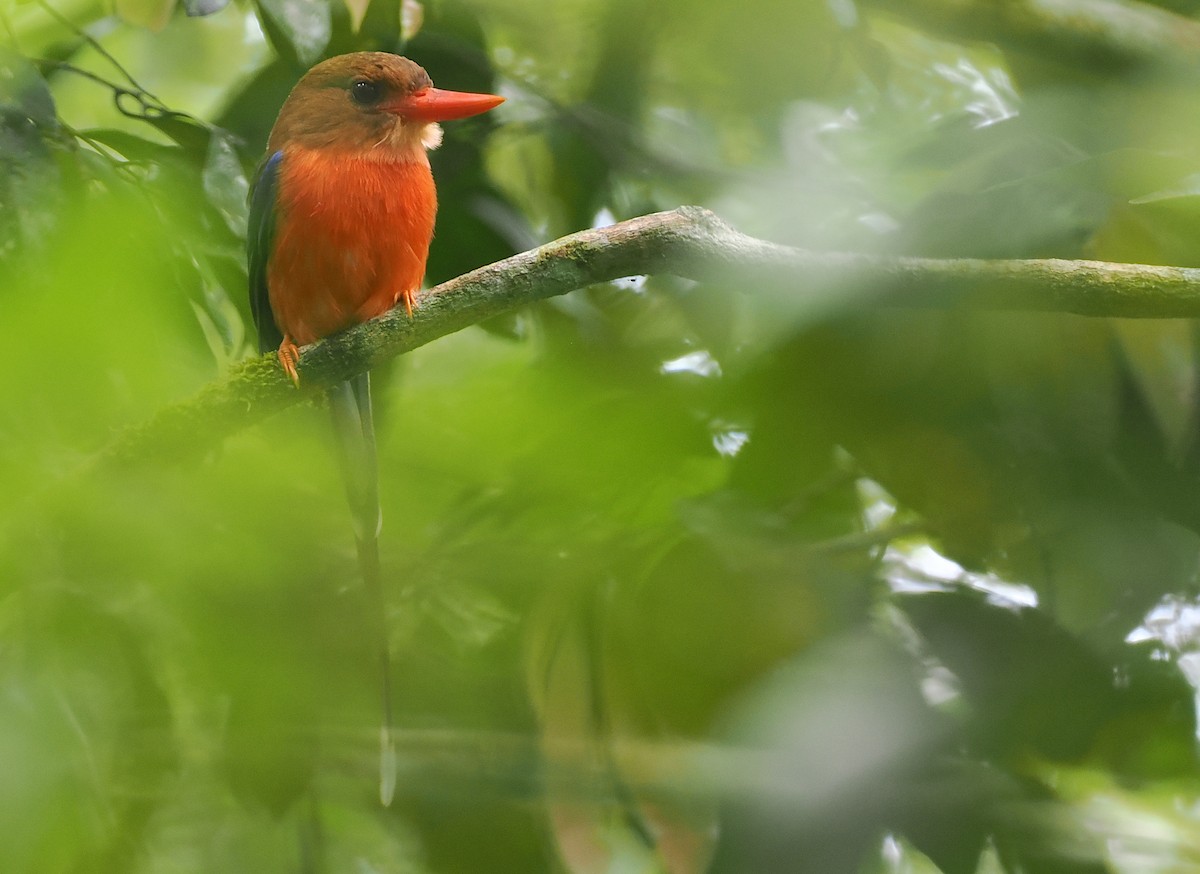 Brown-headed Paradise-Kingfisher - ML623977761