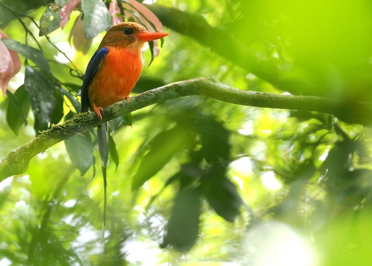 Brown-headed Paradise-Kingfisher - Stephan Lorenz