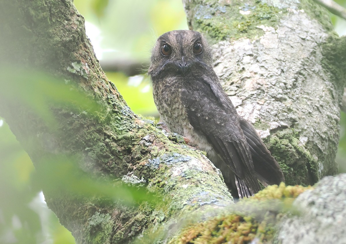 Barred Owlet-nightjar (Barred) - ML623977781