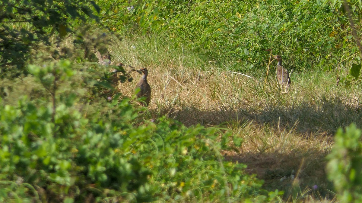 Gray Francolin - ML623977782