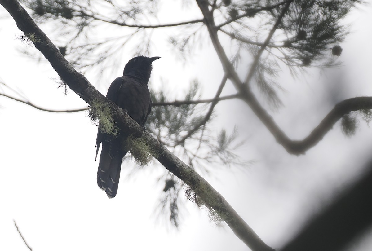 White-crowned Cuckoo - ML623977788