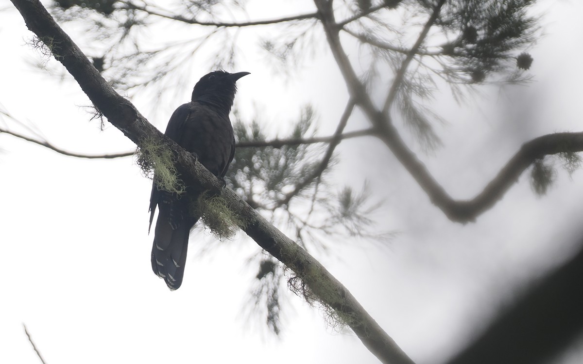 White-crowned Cuckoo - ML623977790