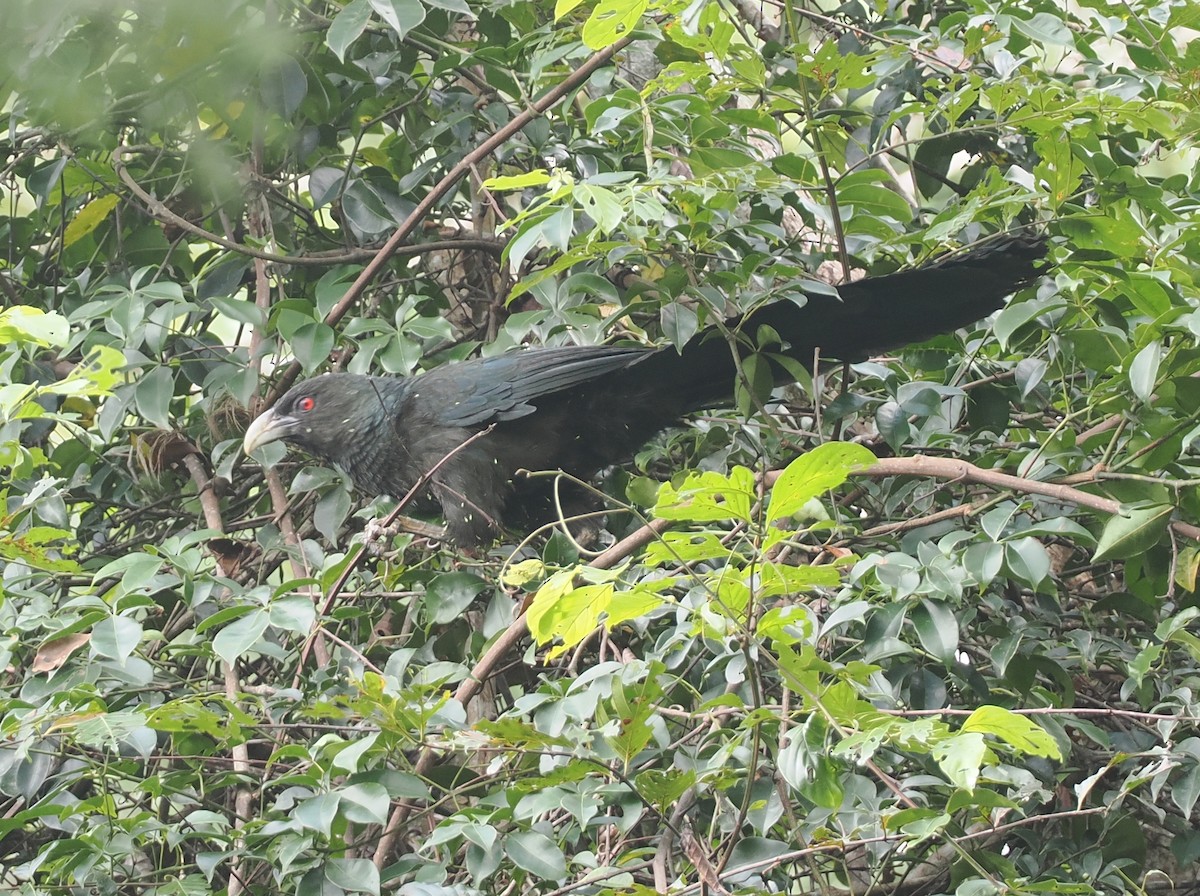 Greater Black Coucal - ML623977799