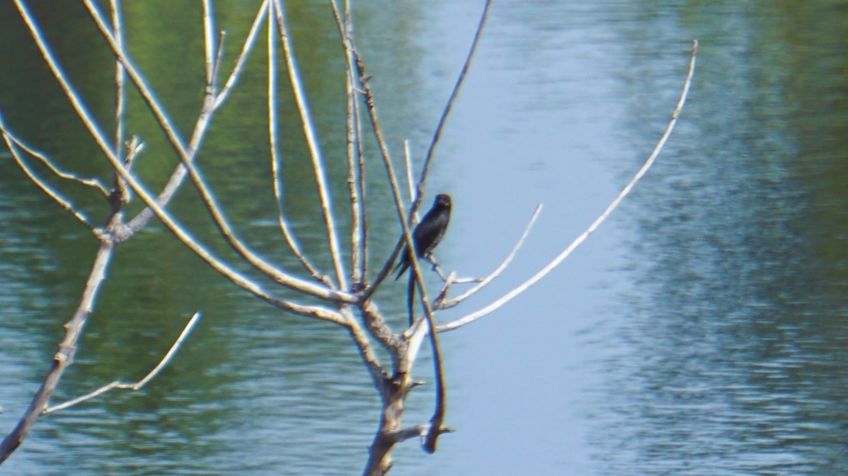 Black Drongo - ML623977802