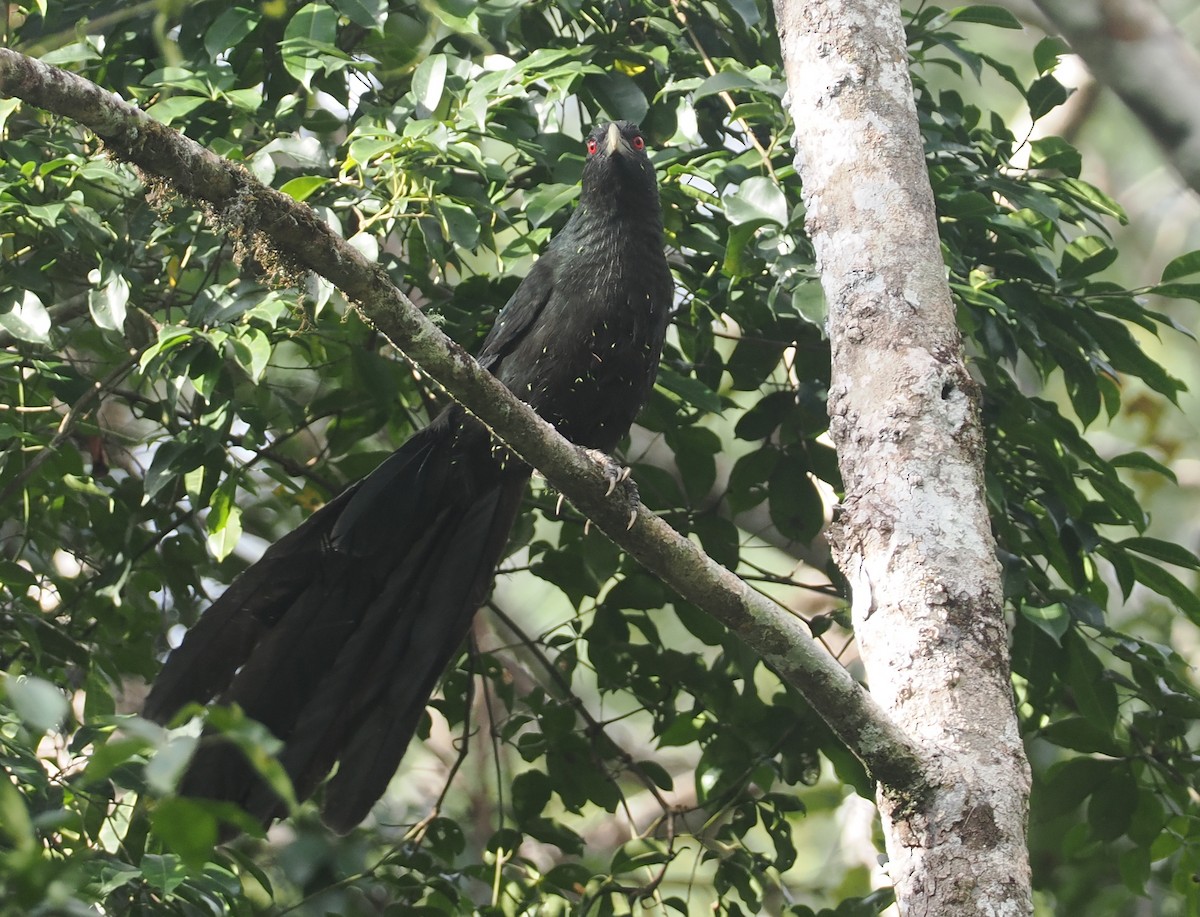 Greater Black Coucal - ML623977803