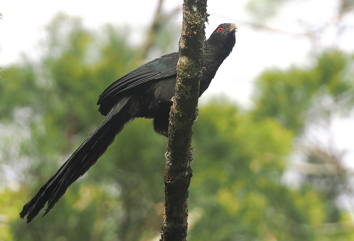 Greater Black Coucal - ML623977805