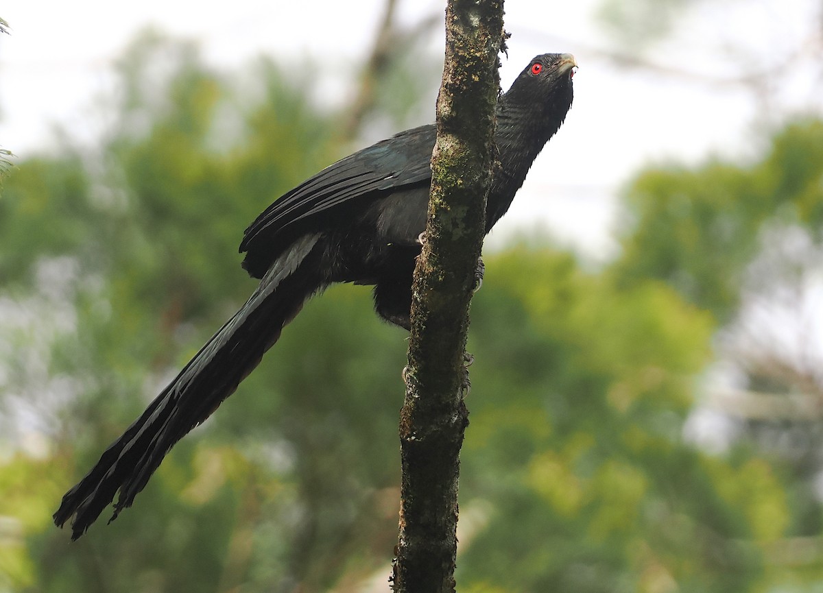 Greater Black Coucal - Stephan Lorenz