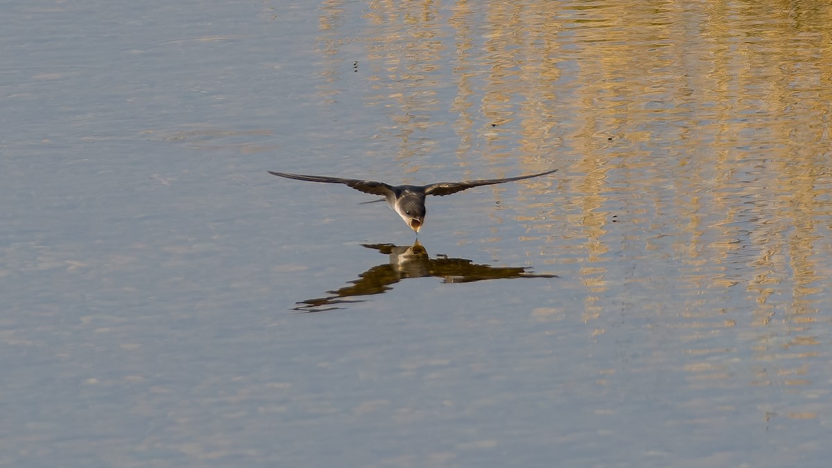 Western House-Martin - ML623977854