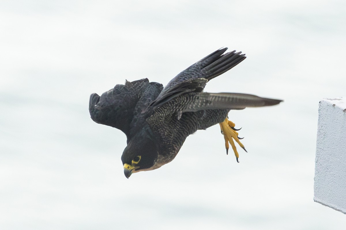 Peregrine Falcon - Soo sing Loke