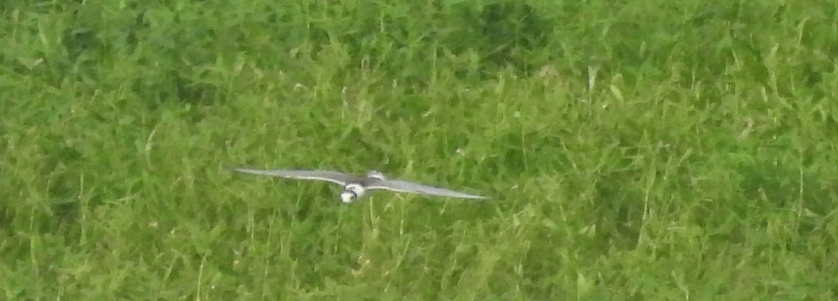 White-winged Tern - Dr Mita Gala