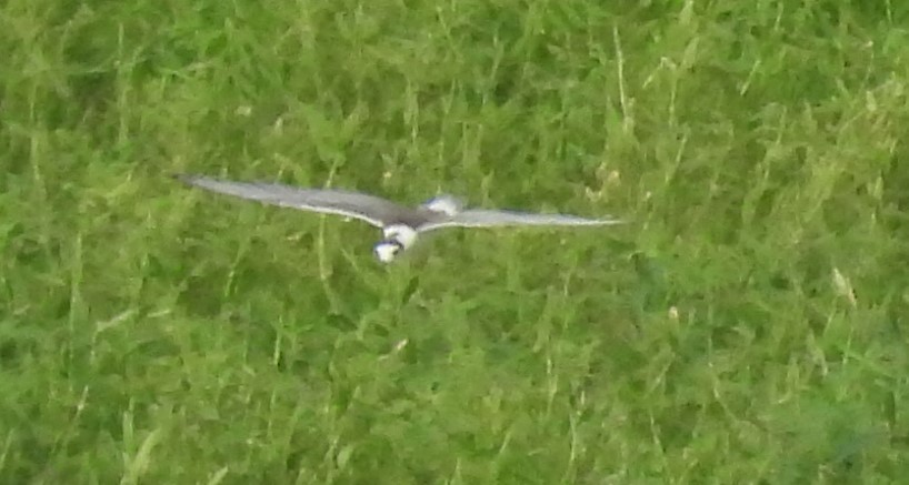 White-winged Tern - ML623977895