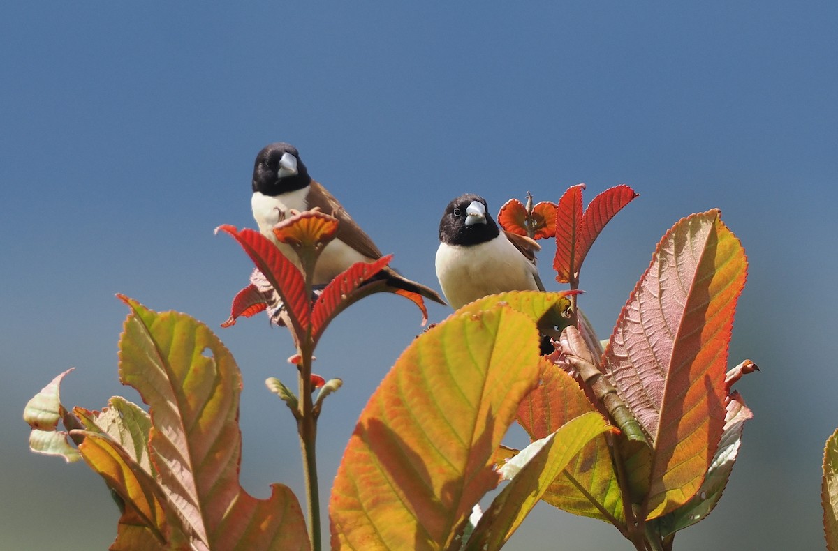 Hooded Munia - ML623977897