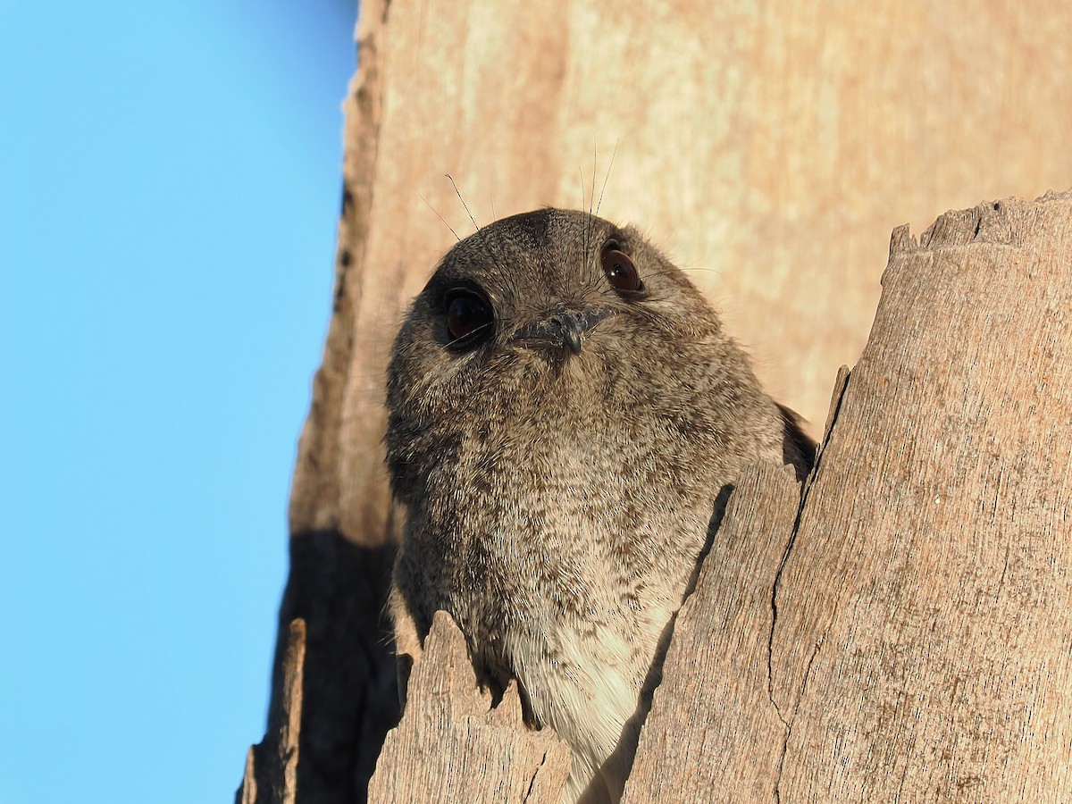 Australian Owlet-nightjar - ML623977902