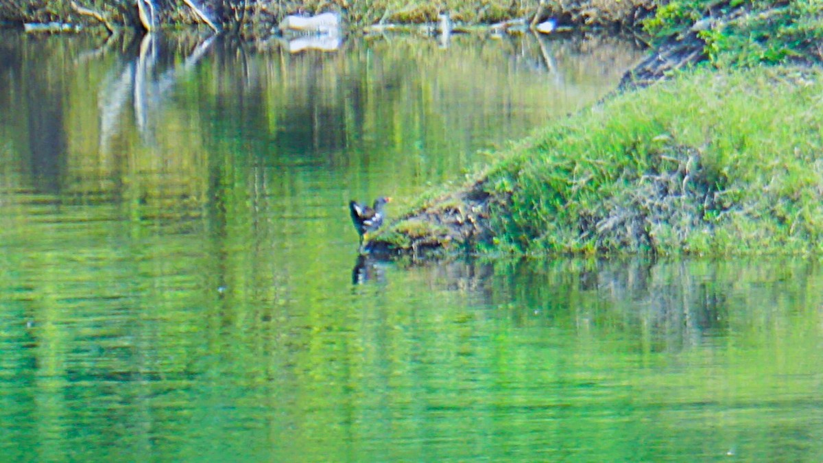 Eurasian Moorhen - ML623977917