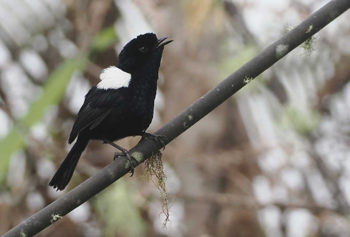White-shouldered Fairywren - ML623977919