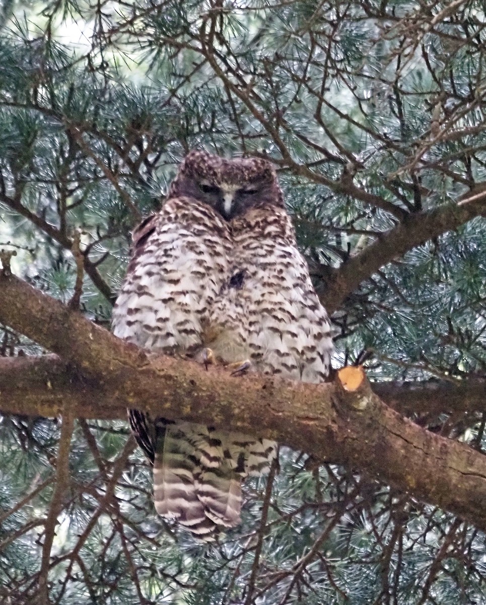 Powerful Owl - Steve Law