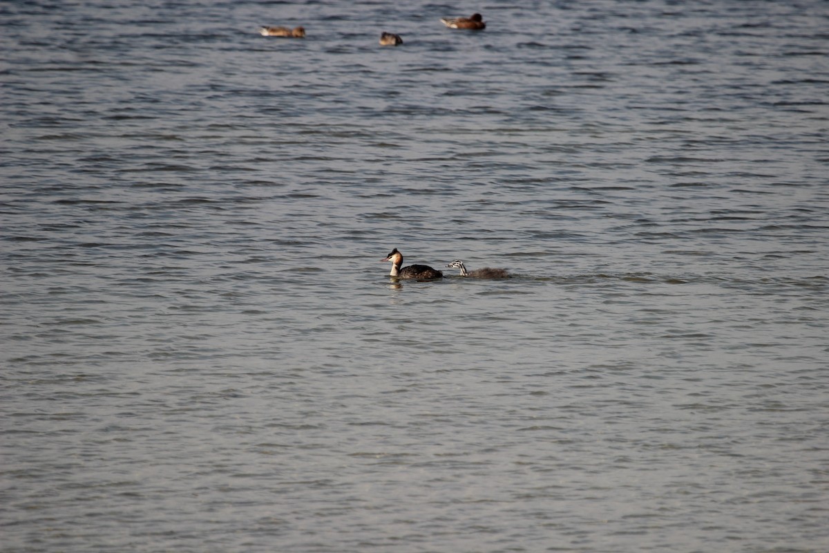 Great Crested Grebe - Kevin Cheng