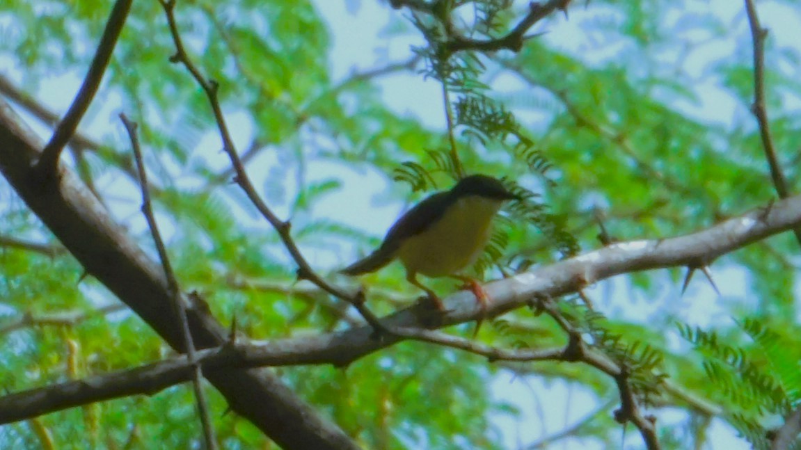 Ashy Prinia - ML623977987