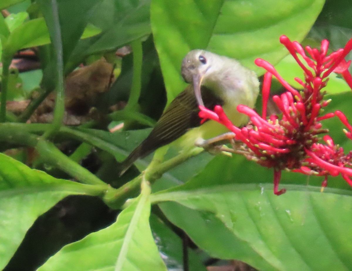 Little Spiderhunter - ML623977996