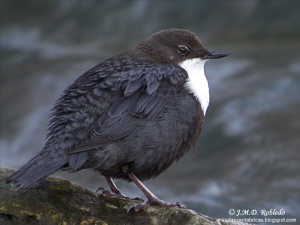 White-throated Dipper - ML623978029