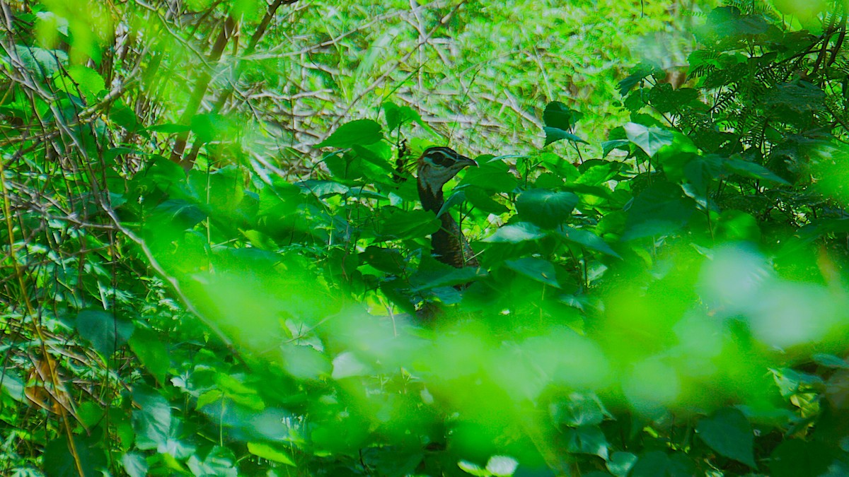 Indian Peafowl - ML623978039