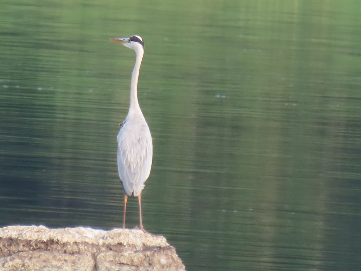 Gray Heron - ML623978048