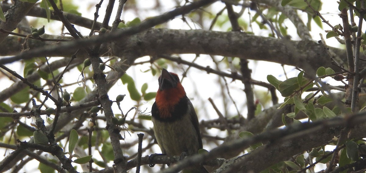 Black-collared Barbet - ML623978095