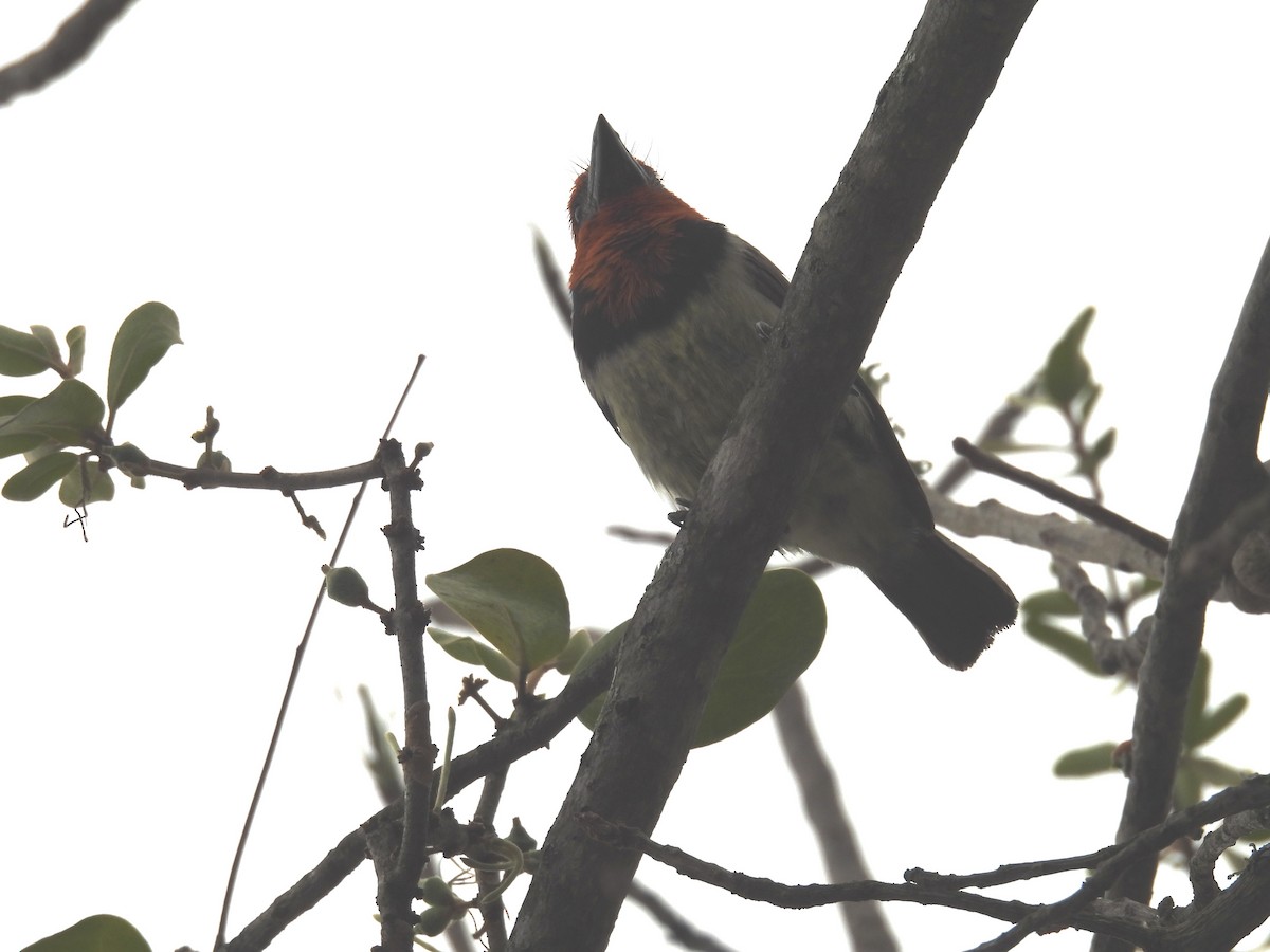 Black-collared Barbet - Usha Tatini