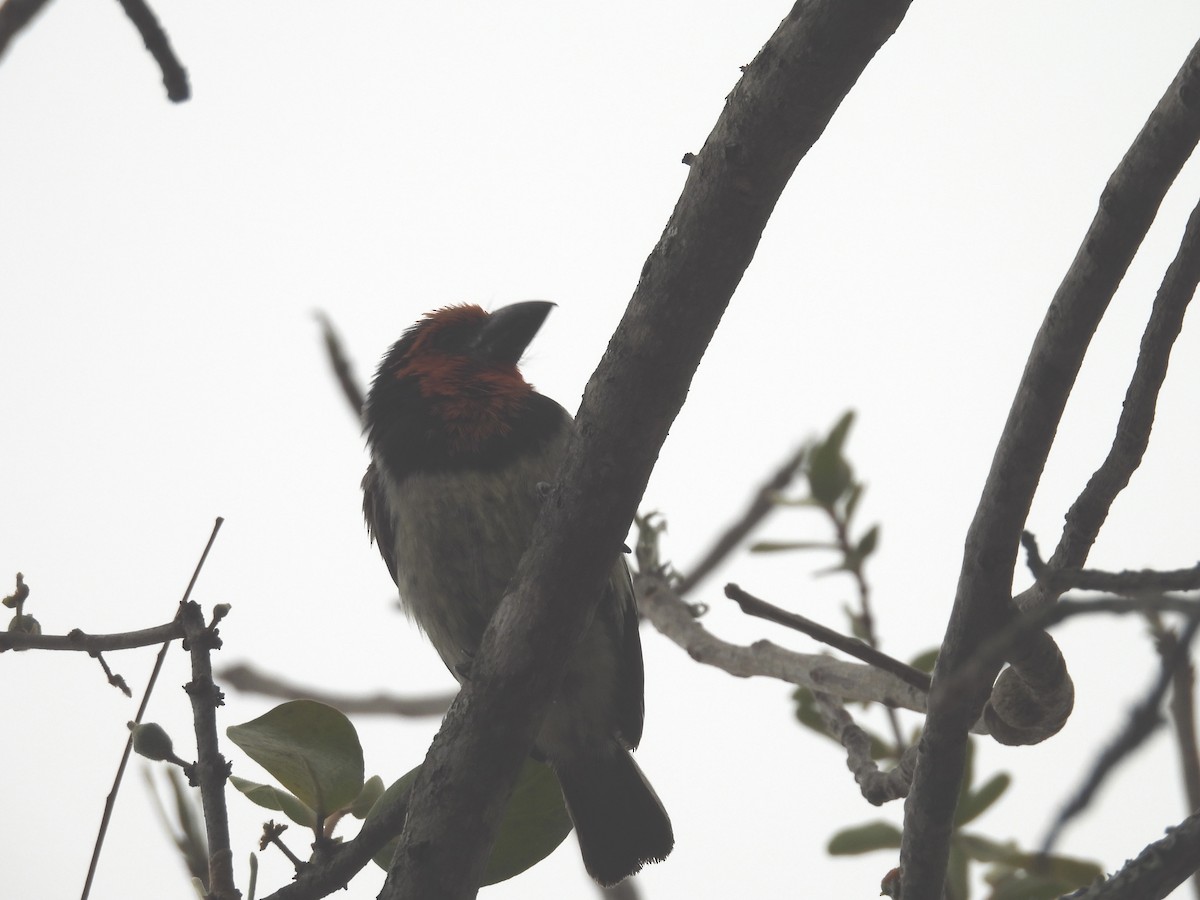 Black-collared Barbet - ML623978097