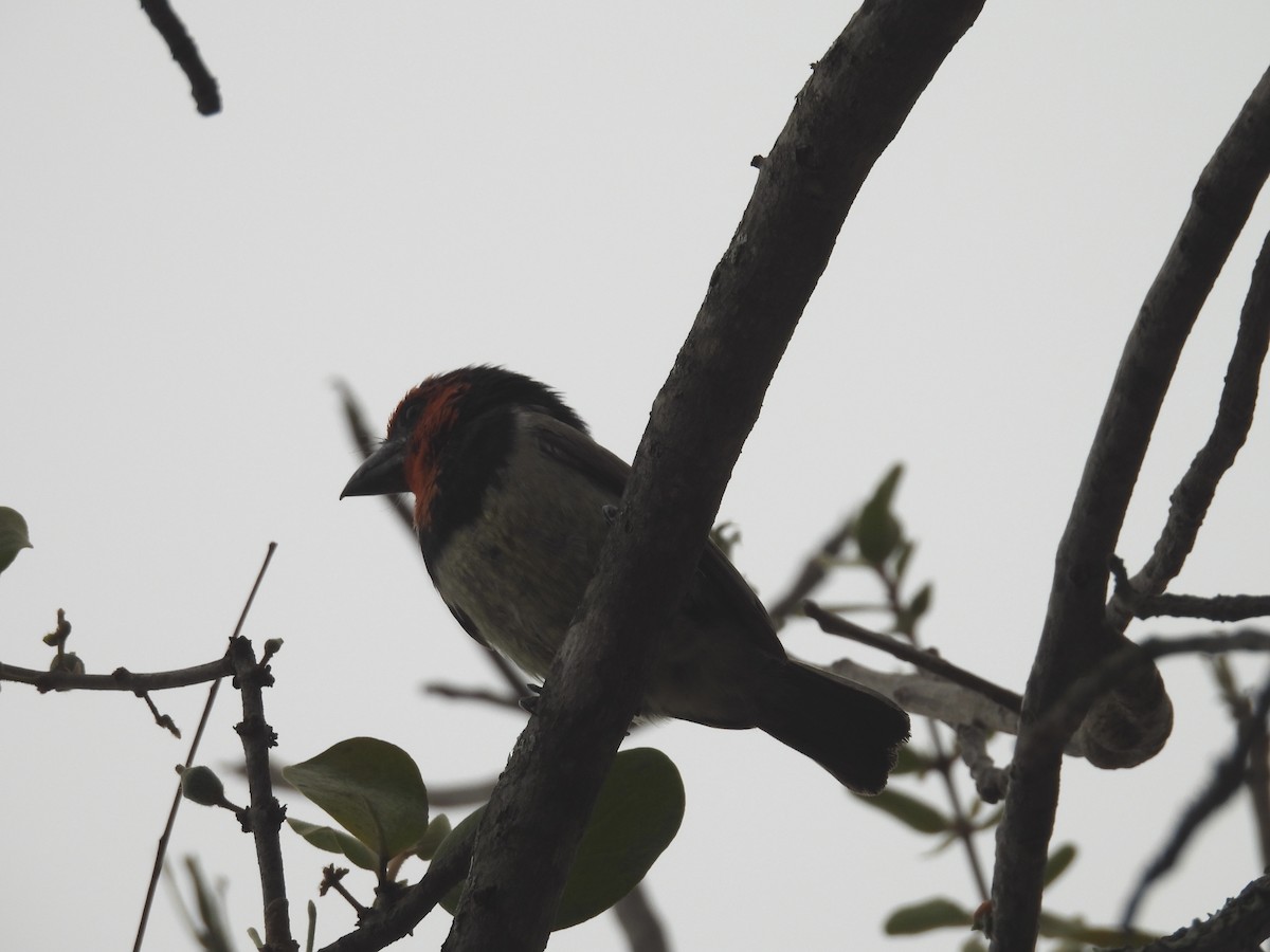 Black-collared Barbet - ML623978098