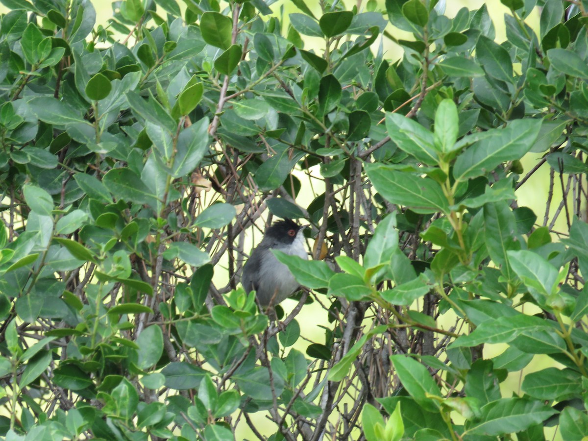 Curruca Cabecinegra - ML623978108