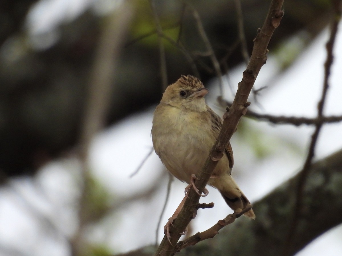 Croaking Cisticola - ML623978110